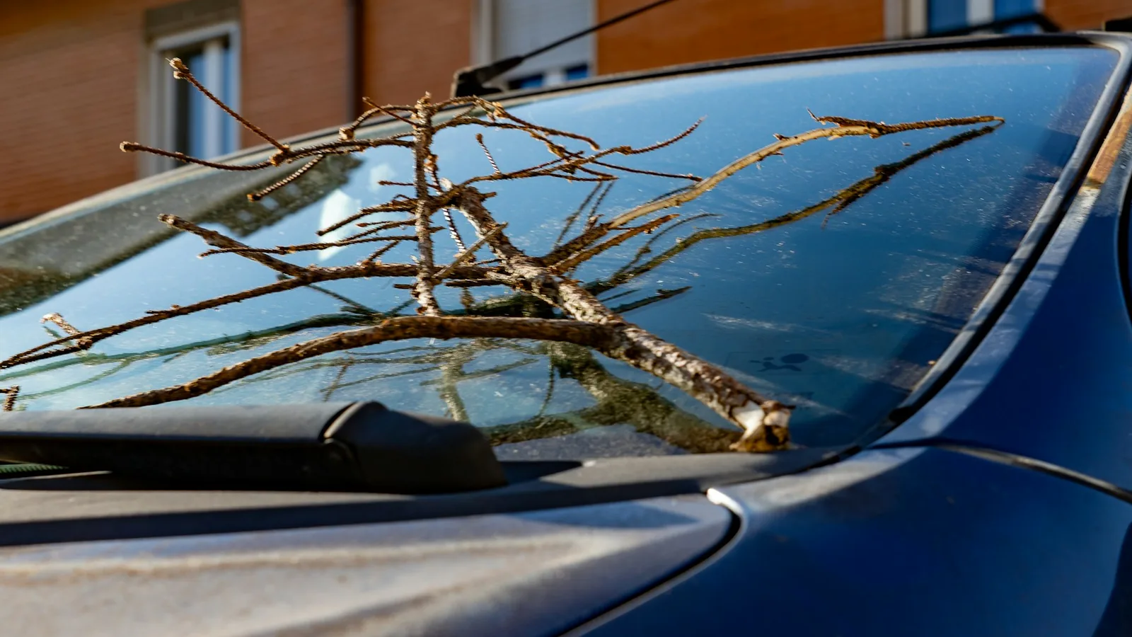 Fallen branch resting on a car windshield after a storm in Palm Bay